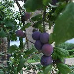 Bed & Breakfast Mas De Garrigue 4*