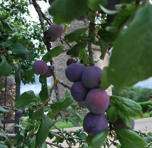 Oda ve Kahvaltı Mas De Garrigue 4*